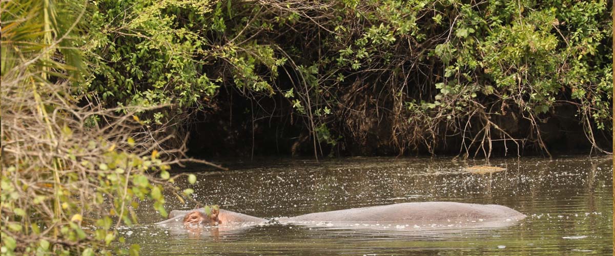 hippos