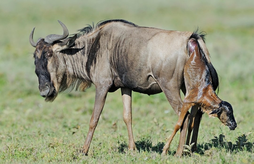 abudant wildlife