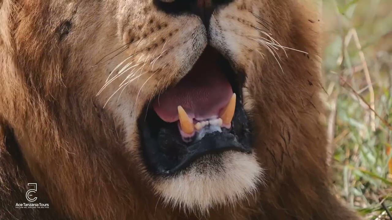 Ace Tanzania Tours